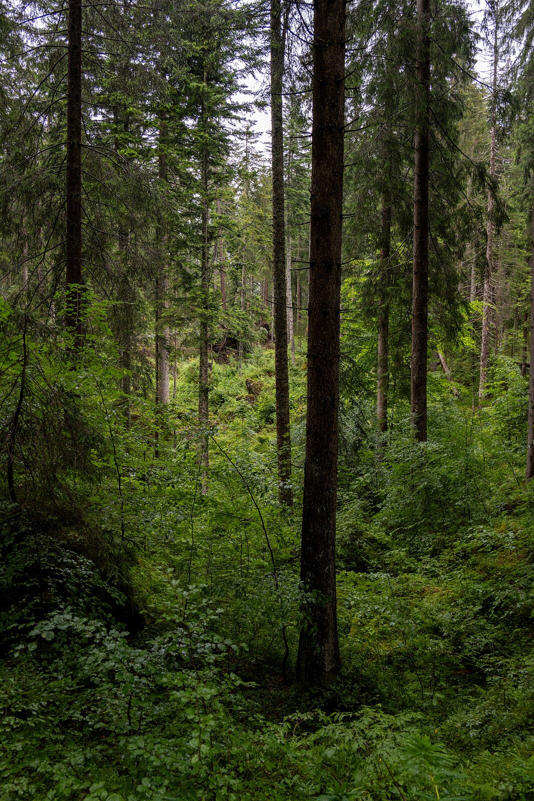 VSI.ASAI. Generalversammlung Flims Wanderung zum Caumasee und zur Aussichtsplattform "il Spir".