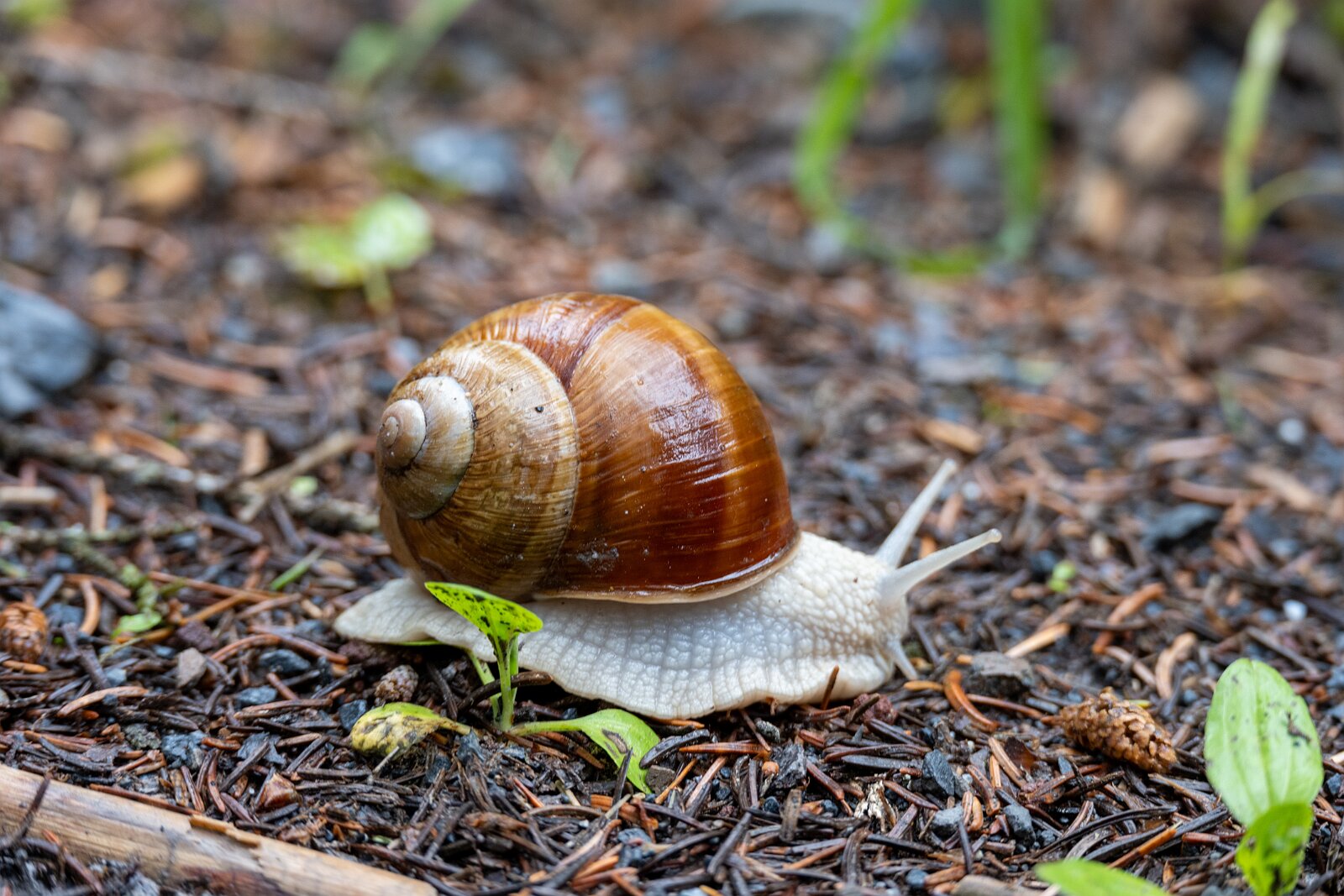 VSI.ASAI. Generalversammlung Flims Wanderung zum Caumasee und zur Aussichtsplattform "il Spir".