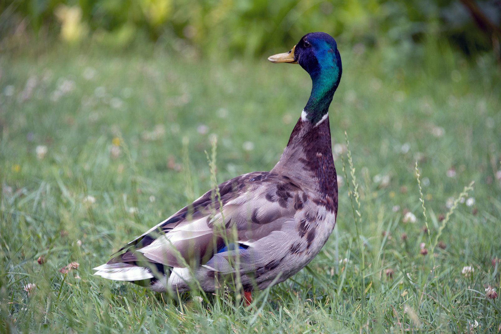 VSI.ASAI. - Generalversammlung in Lausanne, Geneva 24./25.06.2022 Jardin botanique