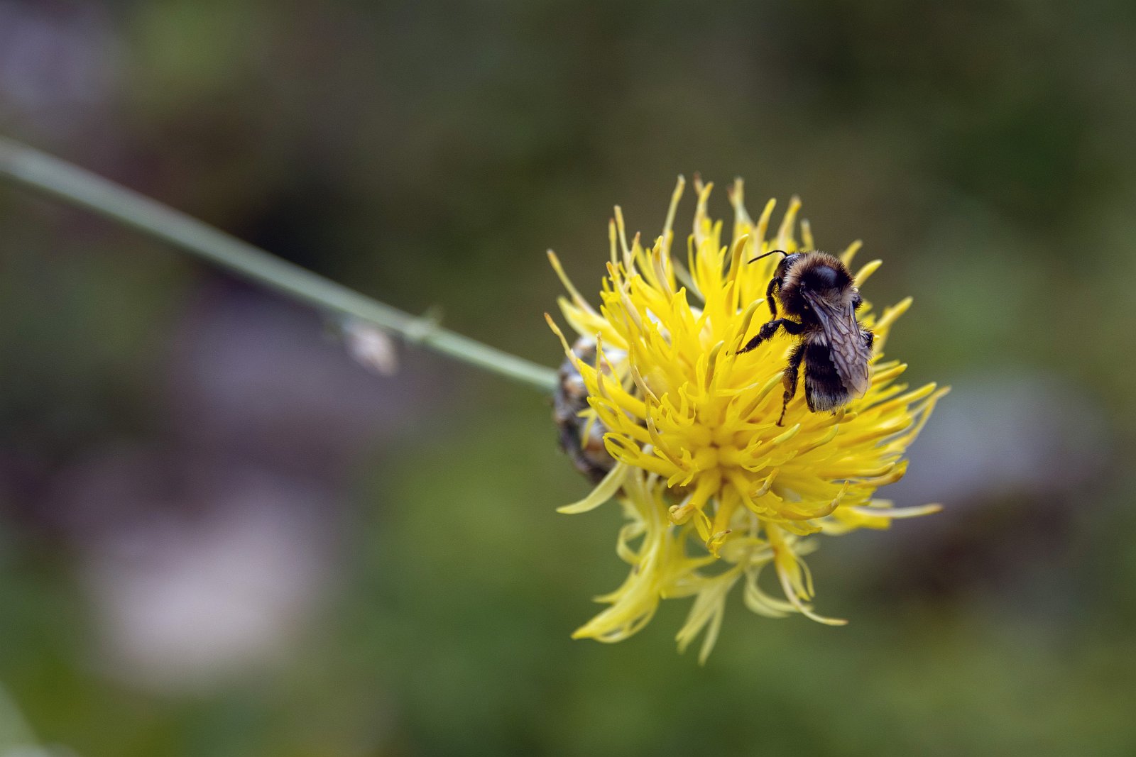 VSI.ASAI. - Generalversammlung in Lausanne, Geneva 24./25.06.2022 Jardin botanique
