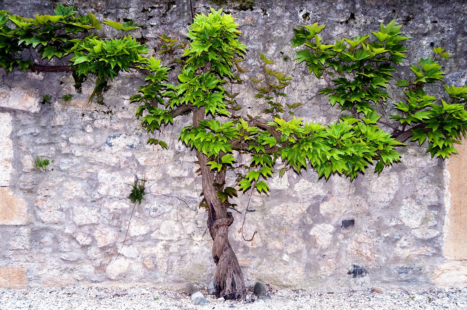 VSI.ASAI. GV Rahmenprogramm 9. Mai 2014 | Château d'Eclépens 