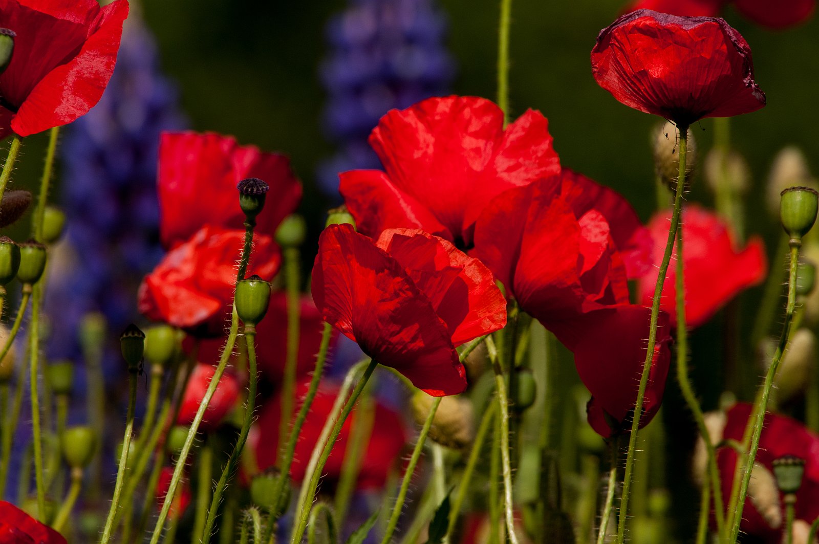 VSI.ASAI GV 28./29. Juni 2013 Besichtigung des Dorfes Soglio