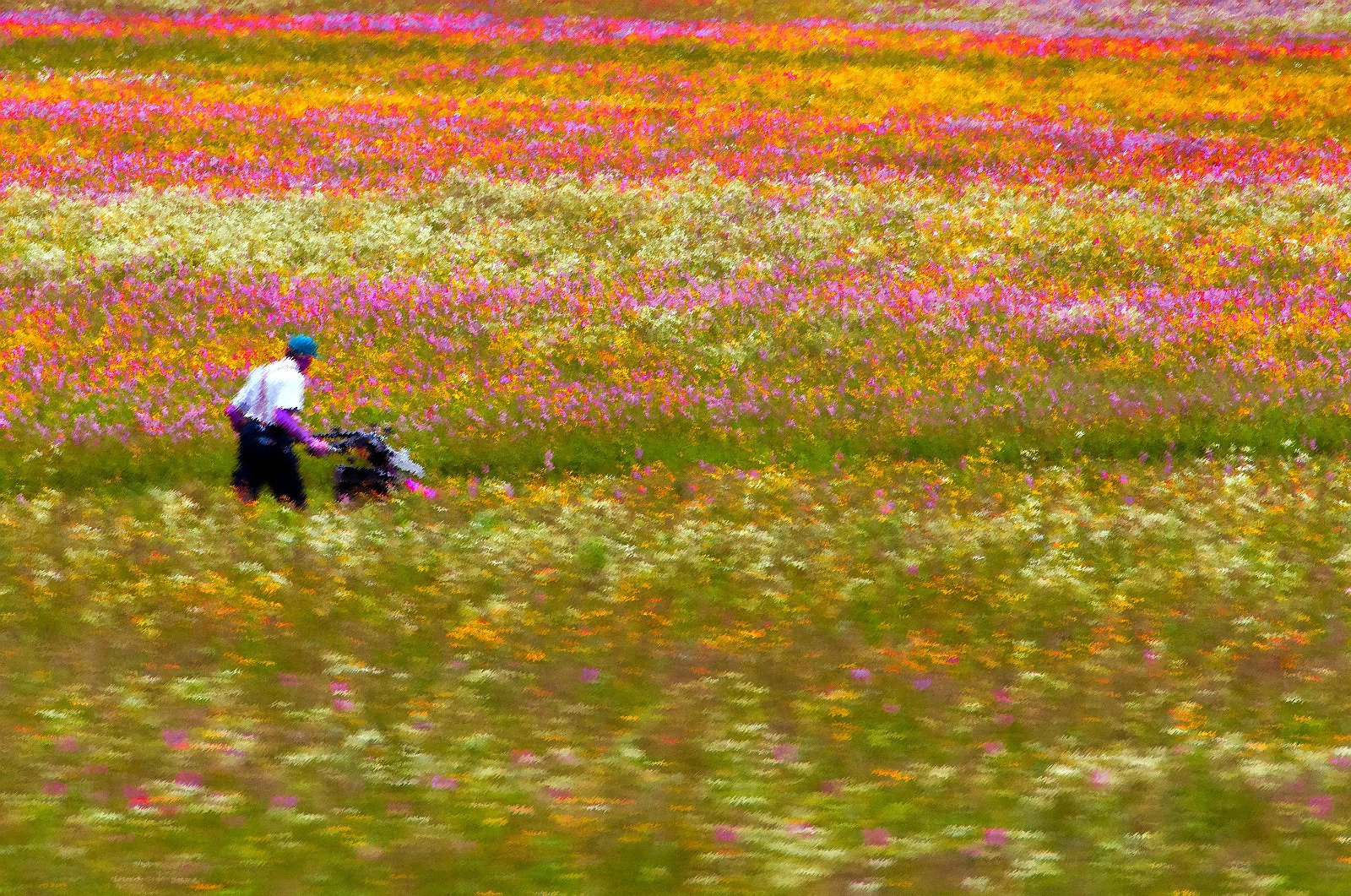 Bauer im Feld Postautofahrt von Promontogno nach Sils Maria