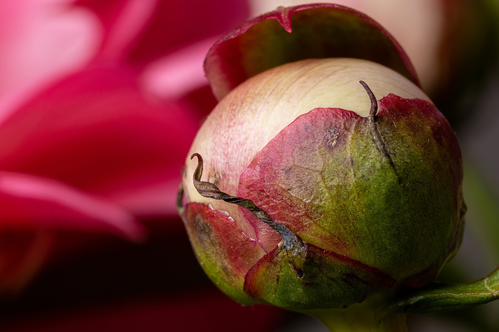 Pfingstrose (Paeonia) 